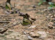 Melancong Yang Peduli Alam