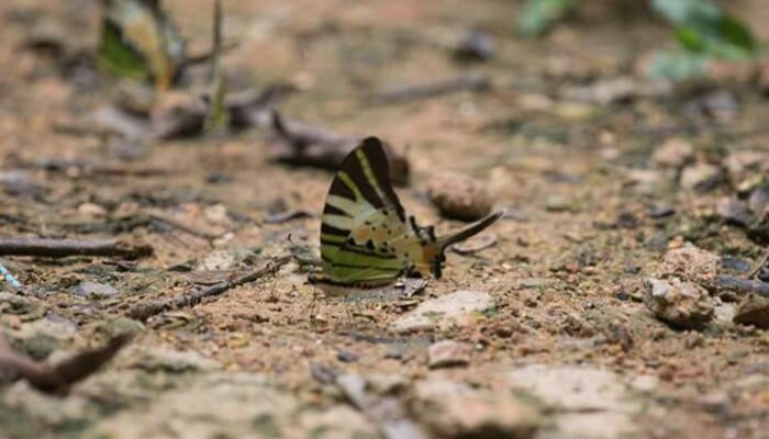 Melancong Yang Peduli Alam