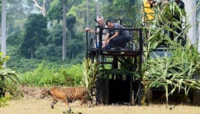 Hutan Miliki Fungsi Strategis Menunjang Kecakapan TNI