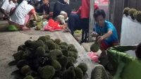 Musim Durian Tiba, Penjual Durian Pinggir Jalan Sangatta Laris Manis