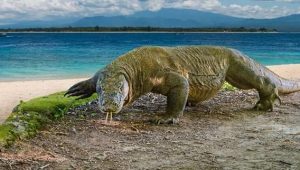 Pulau Komodo Jadi Lokasi Syuting Film Thailand