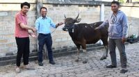 KPC Salurkan 40 Ekor Sapi Qurban Idul Adha