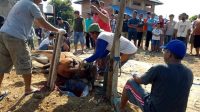 Rayakan Idul Adha, Warga RT 17 Kaswari Potong 8 Ekor Sapi