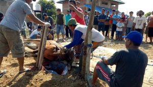 Rayakan Idul Adha, Warga RT 17 Kaswari Potong 8 Ekor Sapi
