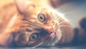 15 Spice Mixes From Around The World