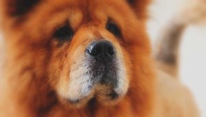 An Introduction to French Cuisine Or Why Snails As Food